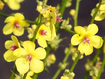 Pianta sul marciapiede - Verbascum cfr.sinuatum